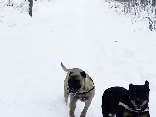 Bullmastiff and rottweiler in snow