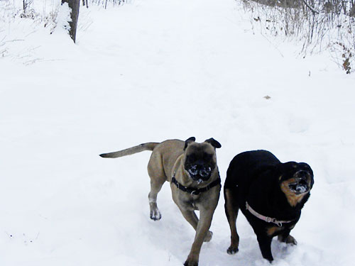 Bullmastiff and rottweiler in snow