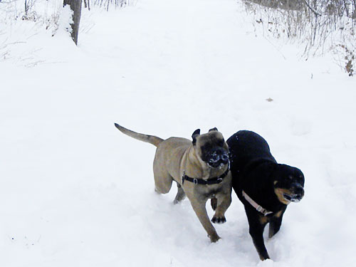 Bullmastiff and rottweiler in snow