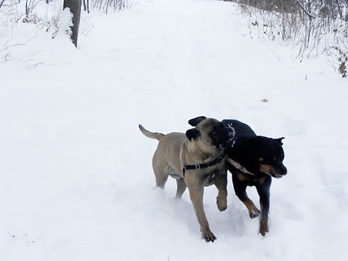 Bullmastiff and rottweiler in snow