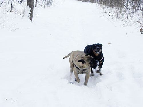 Bullmastiff and rottweiler in snow