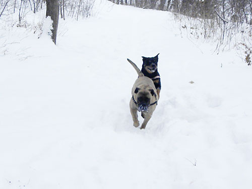 Bullmastiff and rottweiler in snow