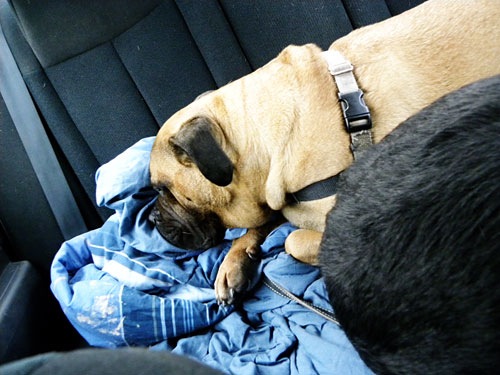 Bullmastiff in car