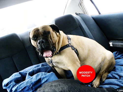 Bullmastiff in car