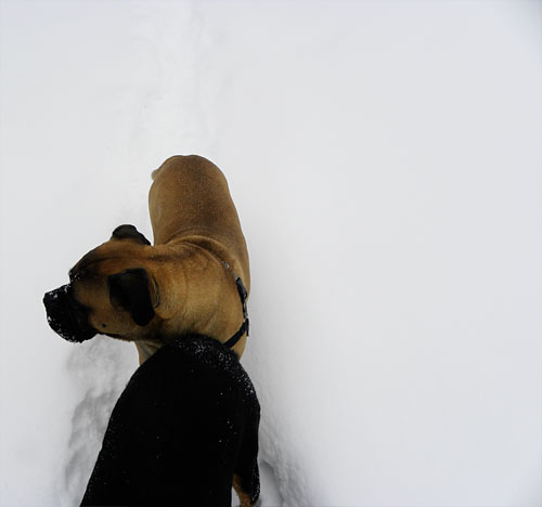 bullmastiff in snow