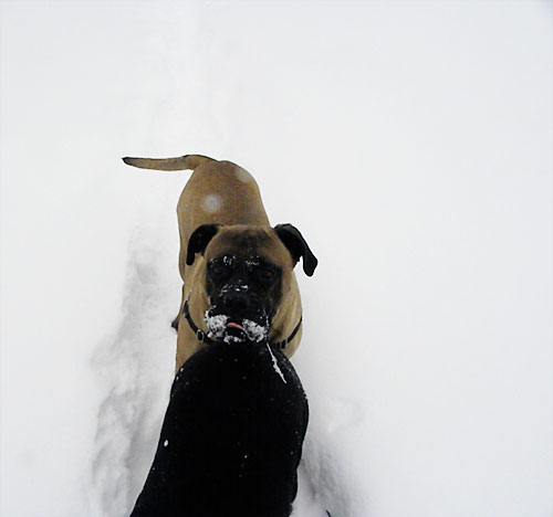 bullmastiff in snow