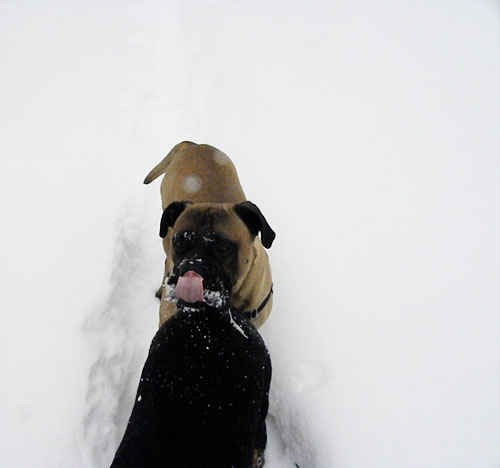 bullmastiff in snow