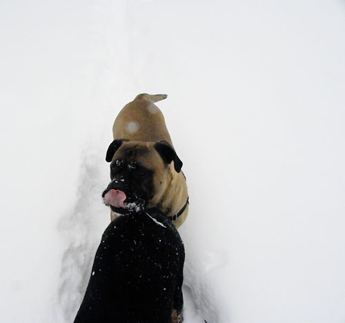 bullmastiff in snow