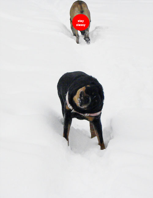 Rottweiler shaking in snow