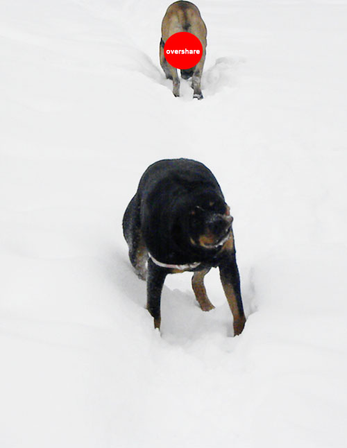 Rottweiler shaking in snow