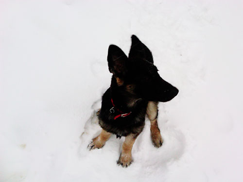 German Shepherd Puppy