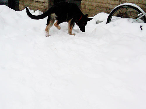 German Shepherd Puppy