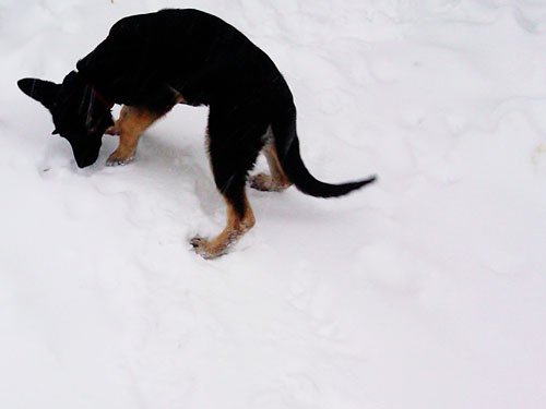 German Shepherd Puppy