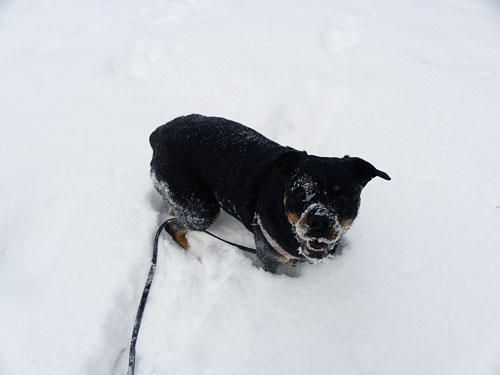 Minneapolis Winter Snow