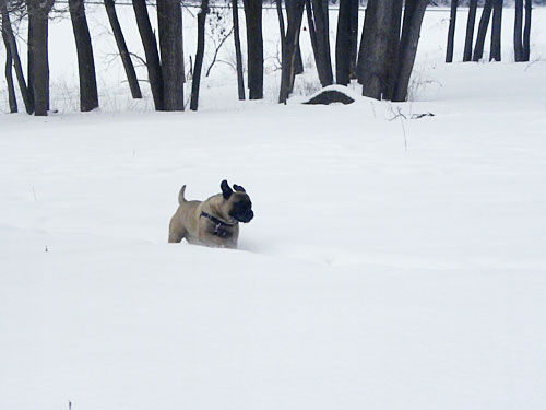 Minneapolis Winter Snow