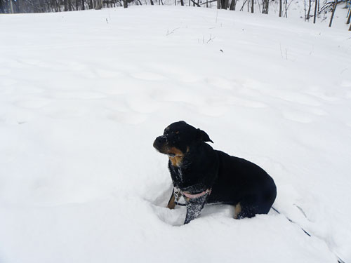 Minneapolis Winter Snow