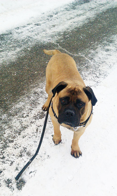 Bullmastiff and Rottweiler