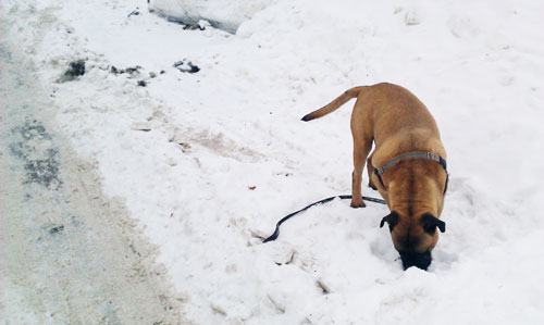 bullmastiff in snow