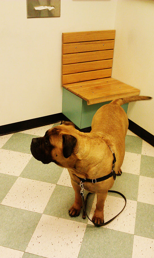 dog hates the vet