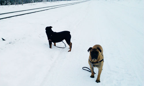 rottweiler bullmastiff