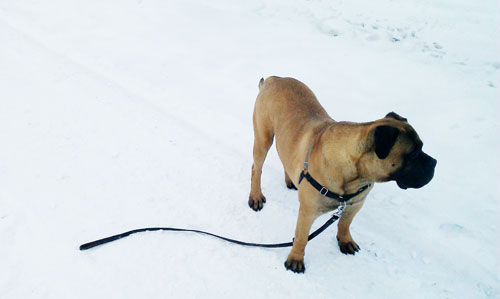 rottweiler bullmastiff