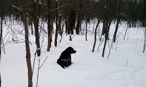 rottweiler snow