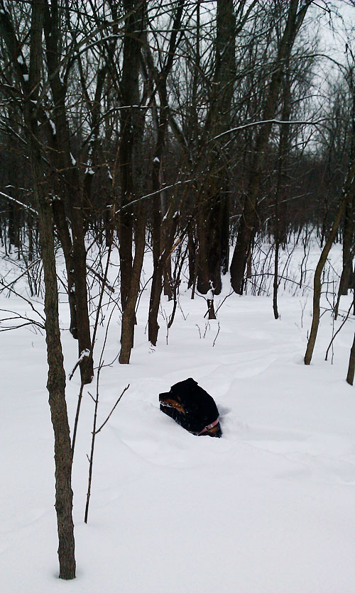 rottweiler snow