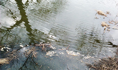 Loring Park Spring Minneapolis