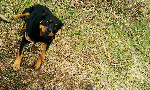 Rottweiler bullmastiff