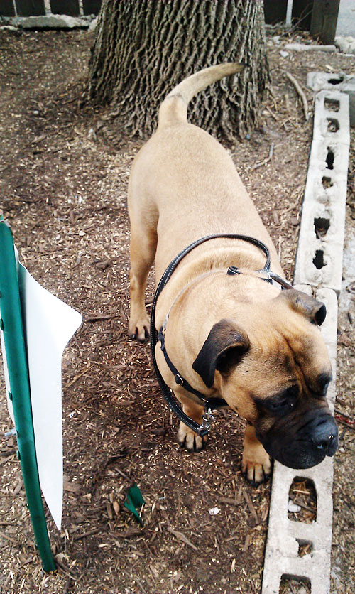 Rottweiler bullmastiff