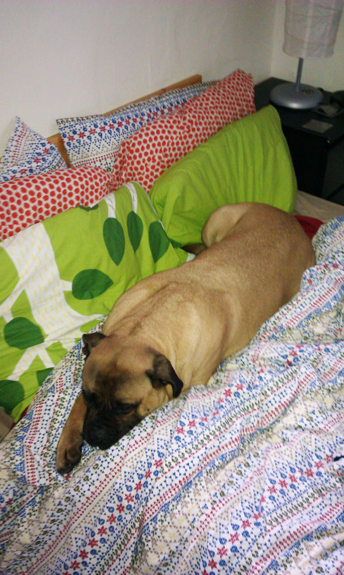 bullmastiff