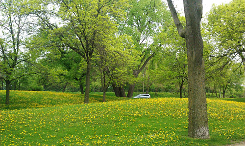 Lake calhoun