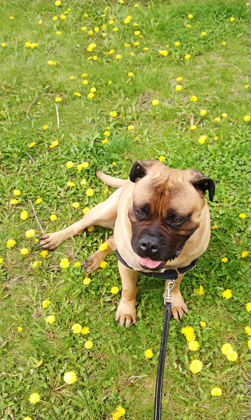 rottweiler bullmastiff