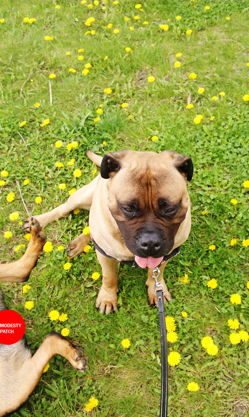 rottweiler bullmastiff