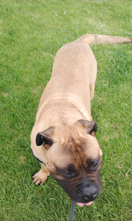 bullmastiff