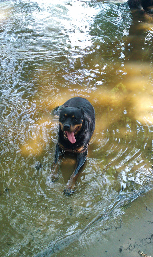 rottweiler dog park