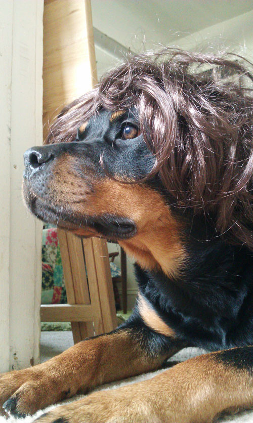 rottweiler in wig