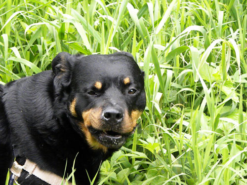 rottweiler