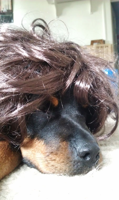 rottweiler in wig