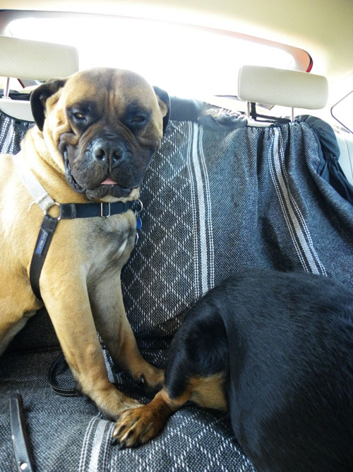 bullmastiff sleeping