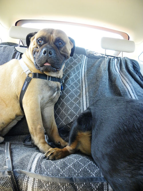 bullmastiff sleeping