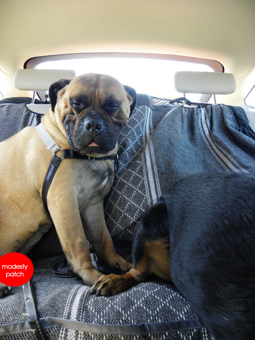 bullmastiff sleeping