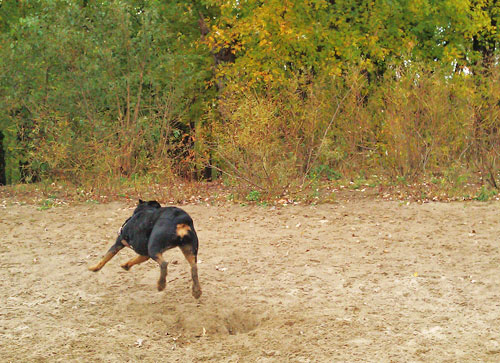 Minnehaha dog park