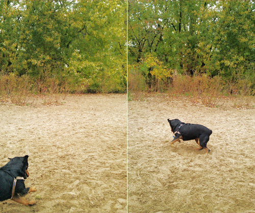 Minnehaha dog park