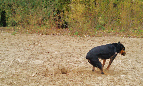 Minnehaha dog park