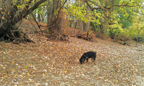 Minnehaha dog park