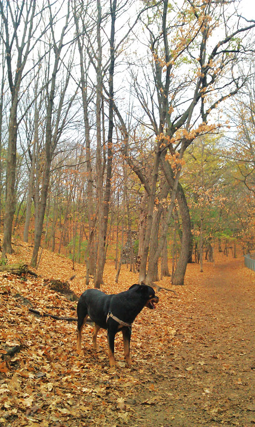 Minnehaha dog park