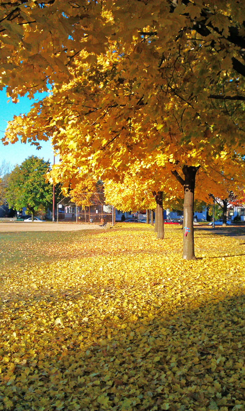 Fall Minneapolis