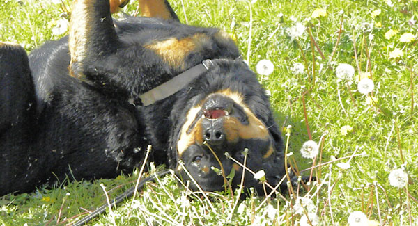 Rottweiler at Park