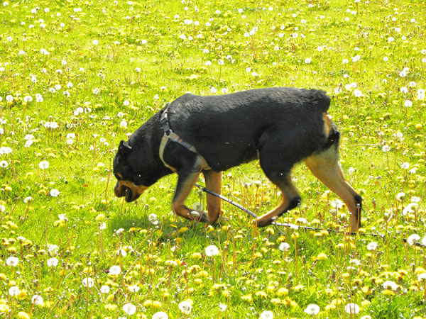 Rottweiler at Park